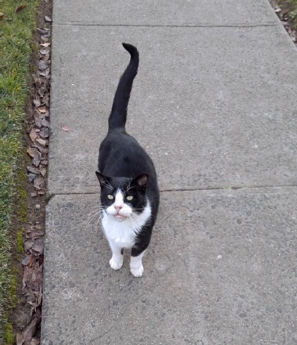 Sidewalk kitty
