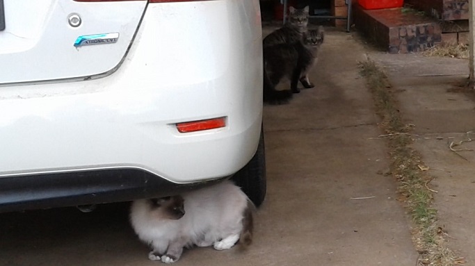 3 kitties near car