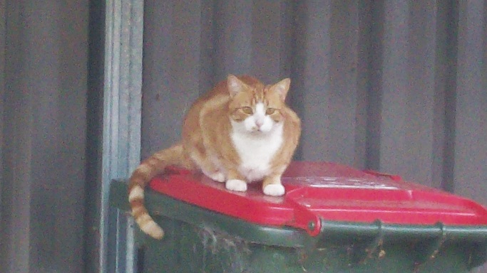 Kitty on trash bin