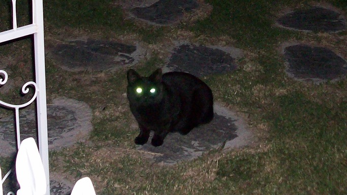 Luminous-eyed kitty #2