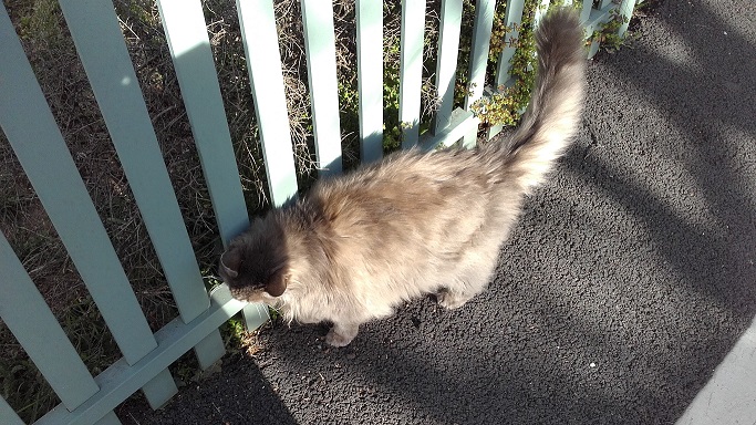 Plush fence kitty