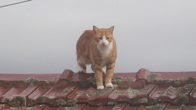 Kitty on the roof!