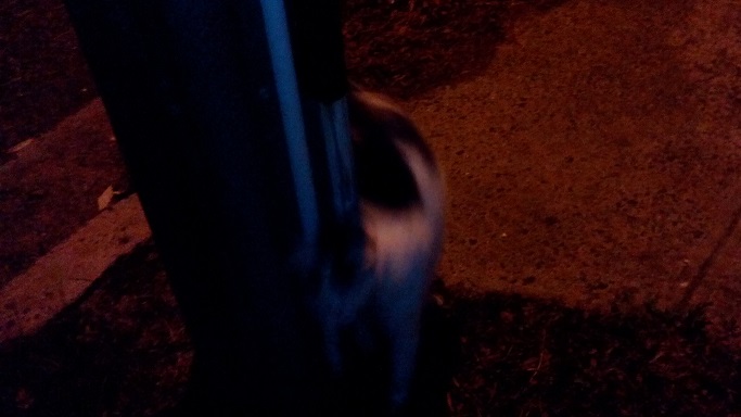 Kitty rubbing pole