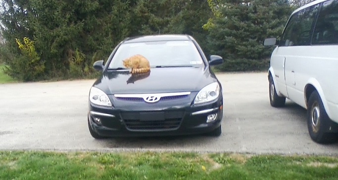 Kitty on car